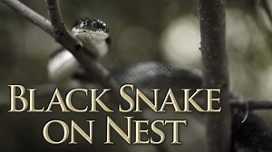 SIESTA OR DIGESTING? – This black snake was found sitting on top of an empty bird nest. But was the nest empty before the snake arrived? The Western ratsnake (black rat snake) is an excellent climber and often climbs trees to raid bird nests for eggs and young. Often called the "black snake," this is one of our state's largest and most familiar snakes. They eat a variety of rodents, small rabbits, bats, bird eggs, small birds, and, on occasion, lizards. Prey is killed by constriction. Learn more