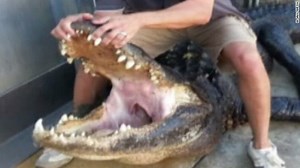 Florida hunters catch massive alligator