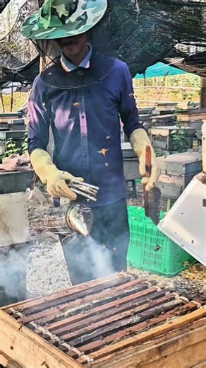 Best honey bee. | Funny beehive