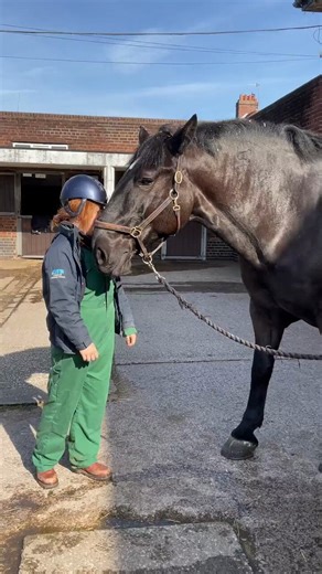 VIDEO AND CAPTION CREDIT TO LEAHURST VETSIn the video Merseyside Police horse Owen clearly likes scratches and insists on having more when our student stops. If a 950kg Police Officer tells you to do something, it is probably a good idea to comply!#StandTall #PHOwen