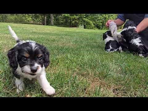 Cava Poo Puppies Playing, CUTE