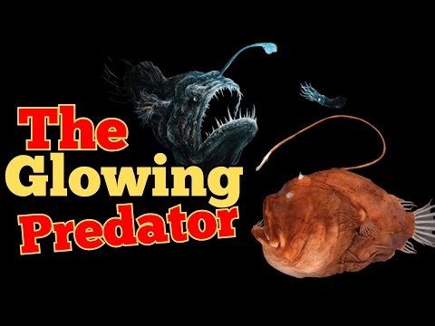 You Won’t Believe How The AnglerFish Catches Its Prey