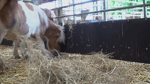 ** Adopt an Animal: Shetland Ponies ** Our Shetland pony herd is full of character and you can adopt them now. Gold packages get a keepsake cuddly toy. Bronze, Silver and Gold also come with farm admission tickets. They make the perfect gift: https://www.cannonhallfarm.co.uk/adopt-an-animal/ | Cannon Hall Farm