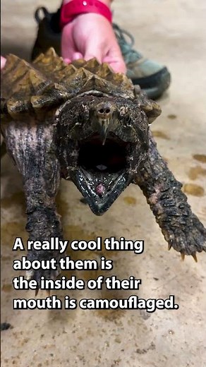 CHOMP, CHOMP! 🐢 #alligatorsnappingturtle