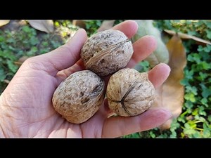 How to HULL WALNUTS and when to pick them from the tree
