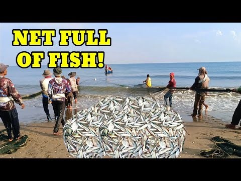 Traditional Beach Seine Fishing — Incredible Shore Catch! 🐟🔥