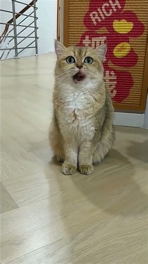 Cute Cat vs VIP Cat 😂🐱👑