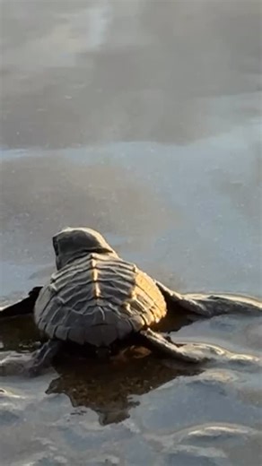 WeVOL on Instagram: "Almost all of the local baby sea turtles have been released in our area. 🐢🌊💯 🙏🏽 Huge thanks and appreciation to @reservaplayatortuga for your continued hard work, educational programs, and community awareness initiatives to save the local sea turtles! #bookthetrip✈️ #costarica #travellikeyoucare #travelabroad✈️ #seaturtles🐢"