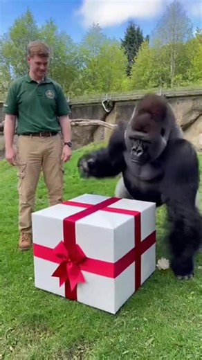 Funny Gorilla's Hilarious New Year Gift Reaction