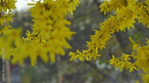 Forsythia flowers in front of with green grass and blue sky. Golden Bell, Border Forsythia (Forsythia x intermedia, europaea) blooming in spring garden bush, sun backlight. Stock Video