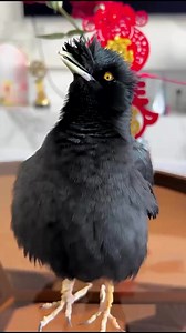 Amazing! Myna bird so talented🎙🐦‍⬛️😮😍 Remember! every small action counts. Let’s protect our avian companions and preserve the beauty of our natural world! Thanks #commonhillmyna #talkingbird #birdsbecometheessence #會說話的鳥 #singbird #pet #birdsarefine #birds #birdsspeak #birdssotalented #breakbird | Daily Birds