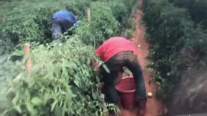 11K views · 90 reactions | ‪Catawba County- new concerns about migrant workers arriving in North Carolina from coronavirus hotspots across the south. Hear from local farmers about the precautions they’re taking to keep their workers safe from Covid-19 tonight on eyewitness news at 530. ‬ | Dave Faherty | Facebook