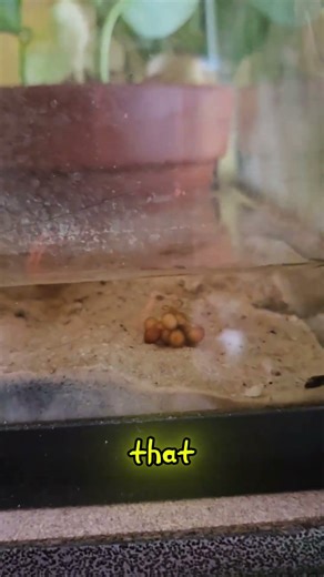🐸 Alvin the Midwife Toad Drops His Eggs — Too Early? #toads #questionoftheday #frogeggs