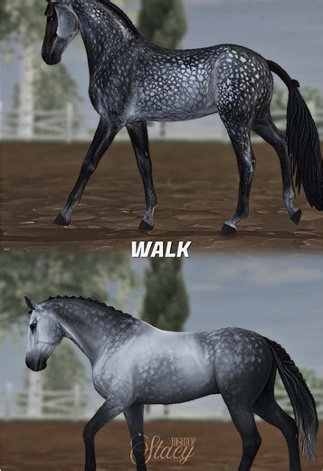 Westphalian or Hanoverian? SSO horse comparison