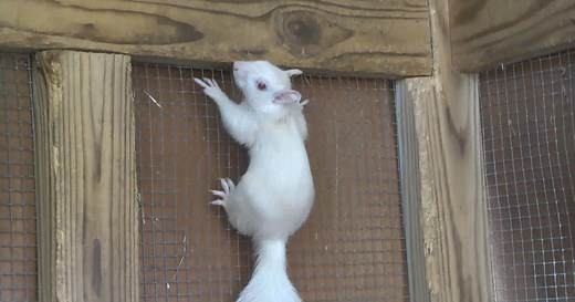 Olney volunteers tally rare albino squirrels in annual count