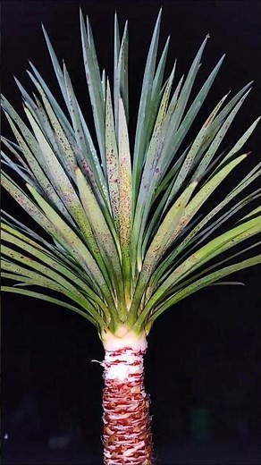 How to yucca plant pruning and clean at home #bonsai #nature #nature #youtubeshorts #gardening#viral