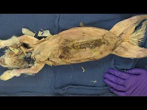 PNW Westville BIOL102 Rabbit Dissection Part 1B
