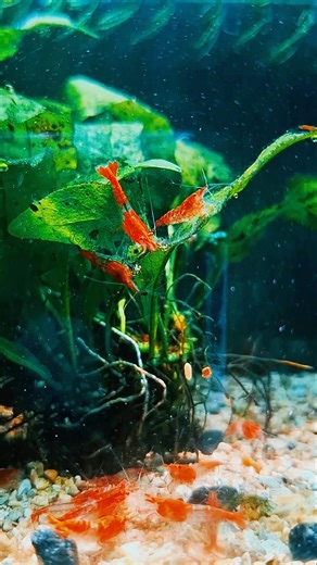 #aquarium #aquascapelowtech #neocaradina #redrillishrimp #fypシ #viralvideo