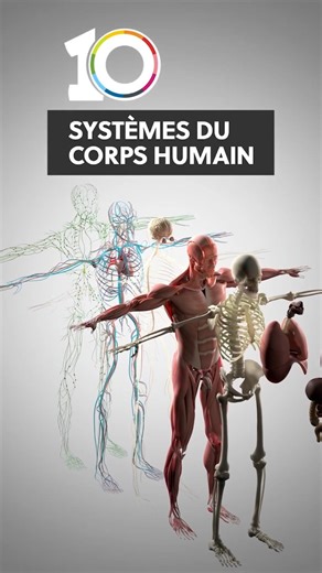 Les 10 systèmes du corps humain et leurs fonctions #corpshumain #anatomie #anatomiehumaine
