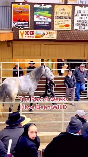 Unveiling the Adventures of Buying Horses from Auctions
