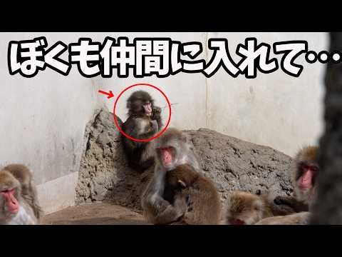[Punch-kun 🐵] The first in a series of must-see photos! Be moved by the sight of tiny Punch-kun b...