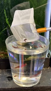 11K views · 606 reactions | Adding Guppy Grass and Shrimp to the...