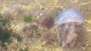 Jellyfish underwater in the sand - Free Stock Video