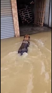 39M views · 545K reactions | Dog's Heroic Act in Flood Waters! Dog's Heroic Act in Flood Waters! #fblifestyle #AI Generated using Kling AI . . . (For entertainment purposes only. Consult professionals if guidance on activities is presented. No brand affiliation is implied if any are shown. If inspired by true events, creative adaptations may be included. Content may include public footage.) | Fabiosa - Live easy | Facebook