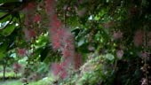Falling flowers of Barringtonia racemosa or powder-puff tree or...