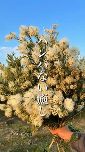 ハンパない癒し 香りに癒される庭木はこれ 🌿リトルジェム 常緑中木 タイサンボクの矮性種で、夏の暑さにも抜群に強く。 光沢のある葉っぱと、シックな葉裏がカッコ良い品種。 花が四季咲き性なので、春と秋にも咲きます。 花も綺麗で、香りも良く楽しめます。 ケイパレスも良く似た特徴があります。 🌿ライラック 落葉中木 香水に使われる程の、花の香りが良く 成長も遅く手入れもしやすい。 ✔️植栽のポイントは、暑い地域では西日の強い所は避けた方が良い。 水はけの良い土壌を好みます 🌿ミヤマガンショウ 常緑高木 モクレンの常緑版と言われていて、大輪の八重咲きの花が美しく、更に香りも魅力です。 🌿カルセファラム 落葉中木 この品種の中でも、ダントツに爽やかな良い香り。 切花でも楽しめるので、家の中が良い香りに😌 🌿ティーツリー 常緑高木 オーストラリア原産の樹木が、近年日本では人気が出てきてます。 雪の様なフワフワの花と、アロマの原料にも使われる程、葉っぱの香りが物凄く良いです。 切り花としても、家の中で楽しめるのも魅力。 ✔️植栽の注意点は、成長は早いので広い場所に植える事❗️ ✔️成長抑