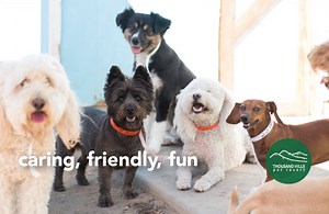 Doggie Daycare | Thousand Hills Pet Resort | San Luis Obispo, CA