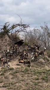 Even the critically endangered painted dogs are curious. #WildDogs #Conservation #EndangeredSpecies | Tanzania Inside and Safari
