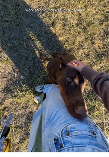 it’s not perfect but it’s real life lol proud mum 🥹🤎🙌 #dobermanpinscher #dogtraining