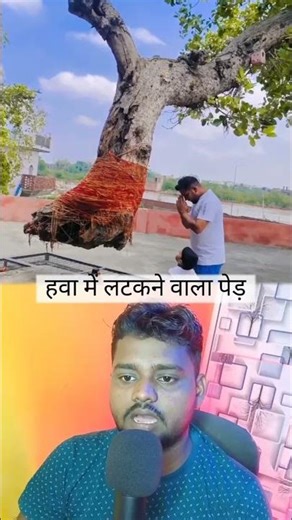 hanging tree in the air