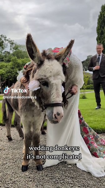 Kinedale Donkeys on TikTok