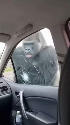 Gorilla SMASHES Car Window… Then Licks It?! 😱🦍