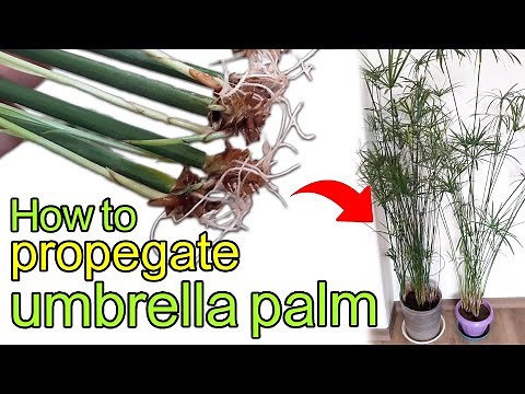 HOW to Propagate UMBRELLA PALM