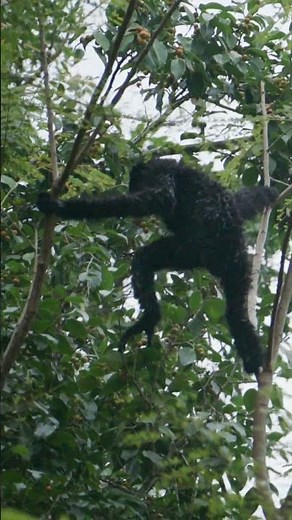 The Hoolock Gibbon : Swinging Through the Forest: The Life of the Hoolock Gibbon :Fight for Survival