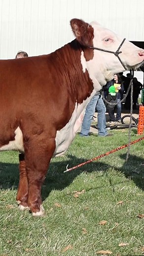 Quality Heifer in Livestock Judging Practice