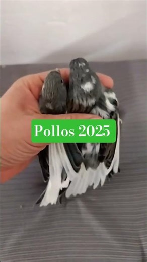 My candy shells!❤️