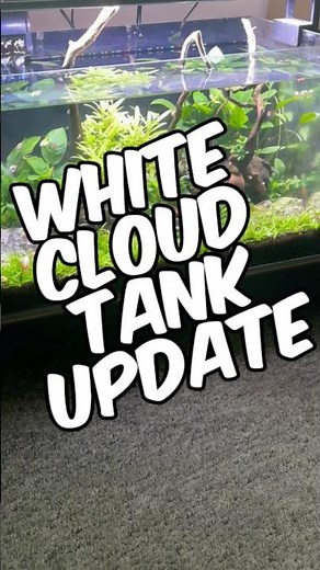 A Quick Update On My Golden White Cloud Mountain Minnow Tank!