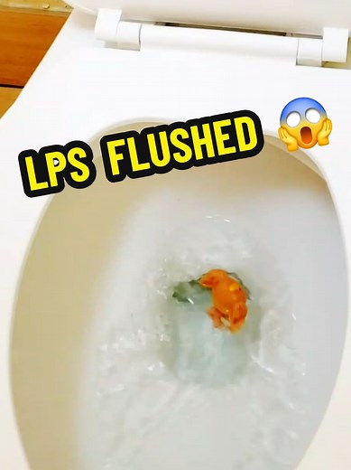 LPS Flushed down the toilet 😮‍💨 #littlestpetshop #lpscollector #lpscocker