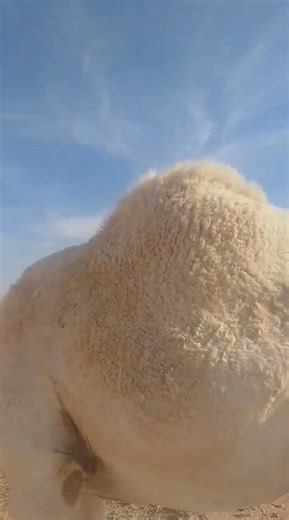 Cute Baby Camel Enjoying Desert Life | Sweet and Innocent Camel Calf