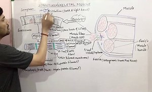 LOCOMOTION & MOVEMENT CHAPTER:PART-10 (Structure of Muscle /Muscle cells/Myofilament) CBSE/NEET/ Cla