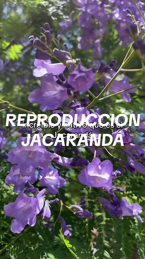 🌳Hoy enseño a reproducir este árbol espectacular y nativo✨ #jacarandá