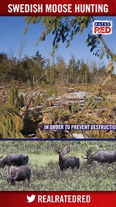 109K views · 1.2K reactions | If anyone's looking for a moose, Sweden needs to get rid of 90,000 of them | Rated Red | Facebook