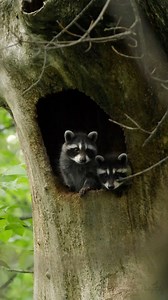 2.7K views · 165 reactions | Let’s hide and enjoy nature for a moment 殺 #naturelovers #natgeowild #natgeo | Francois Potvin - Photographe animalier | Facebook