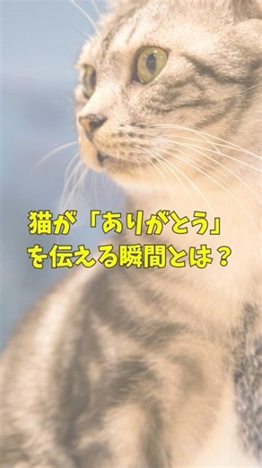 猫が「ありがとう」を伝える瞬間とは？