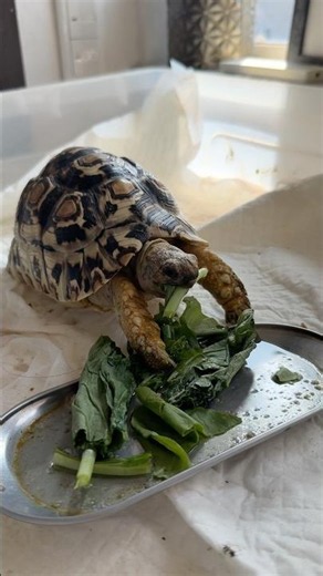 食欲が止まらないヒョウモンリクガメ #動物多頭飼い #turtle #動物のいる暮らし #かめ #亀 #カメ #はちゅうるい #爬虫類 #爬虫類のいる生活 #リクガメ #りくがめ