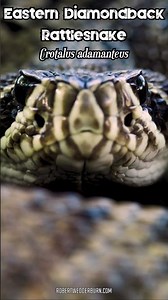 This Snake Gets Absolutely MASSIVE! #snake #wildlife